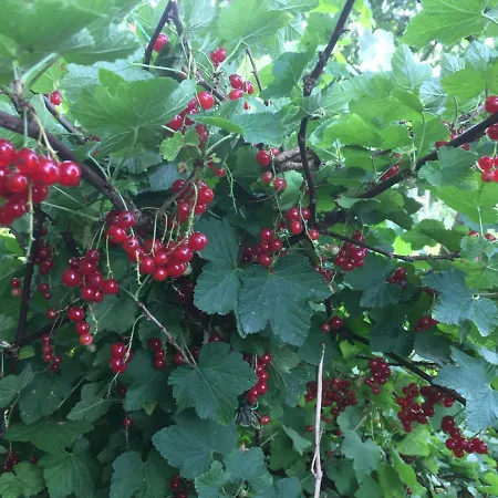 Wohnen Im Alten Land