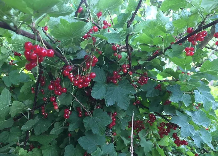 Wohnen Im Alten Land